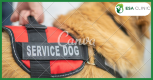 Signs Your Dog Is Overheating