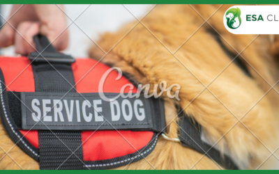 Signs Your Dog Is Overheating (And How to Cool Them Down Safely)