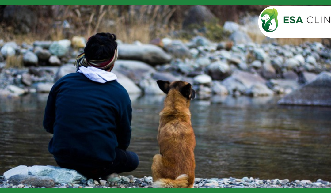 Texas Service Dog Laws: What Handlers Need to Know