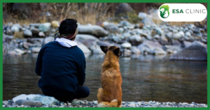 Texas Service Dog Laws: What Handlers Need to Know