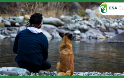 Texas Service Dog Laws: What Handlers Need to Know