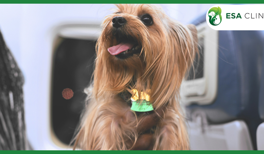 Allegiant Airlines Pet Policy 2026: Service Dogs, ESAs, and Pet Travel