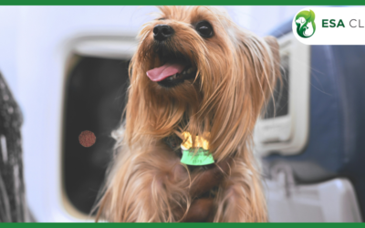 Allegiant Airlines Pet Policy 2026: Service Dogs, ESAs, and Pet Travel