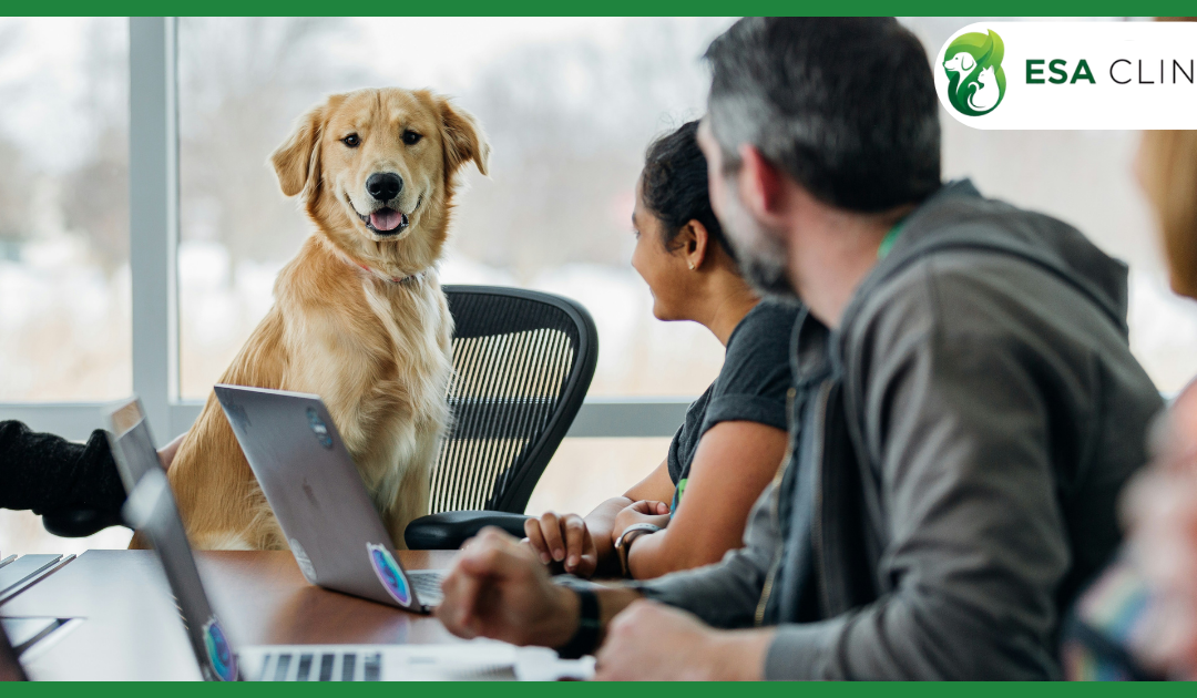 New Emotional Support Animal (ESA) Law New York