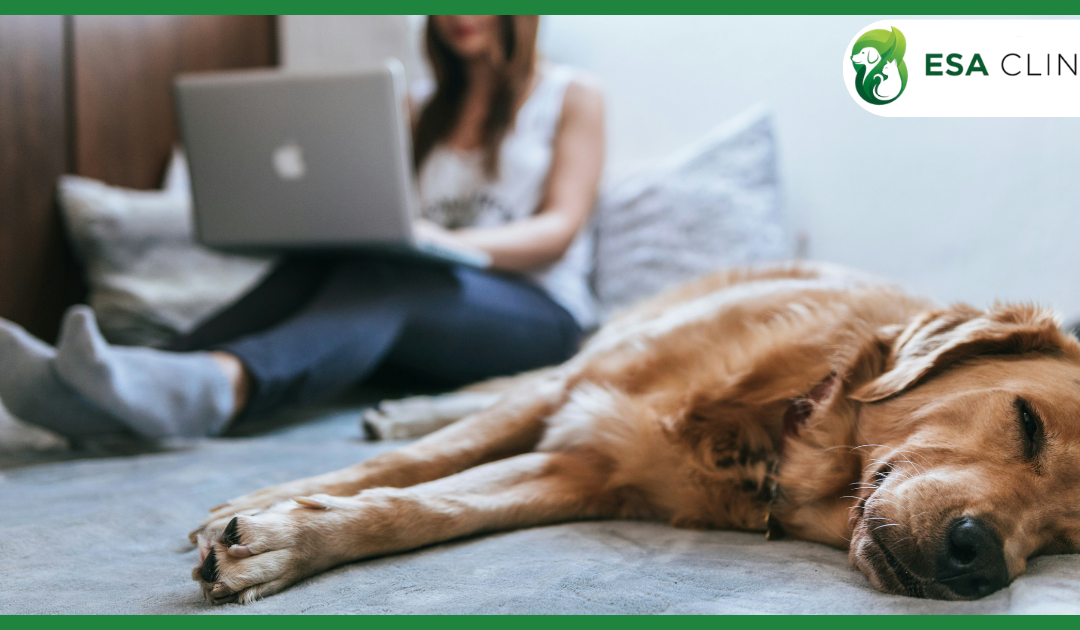 New Emotional Support Animal (ESA) Law Utah
