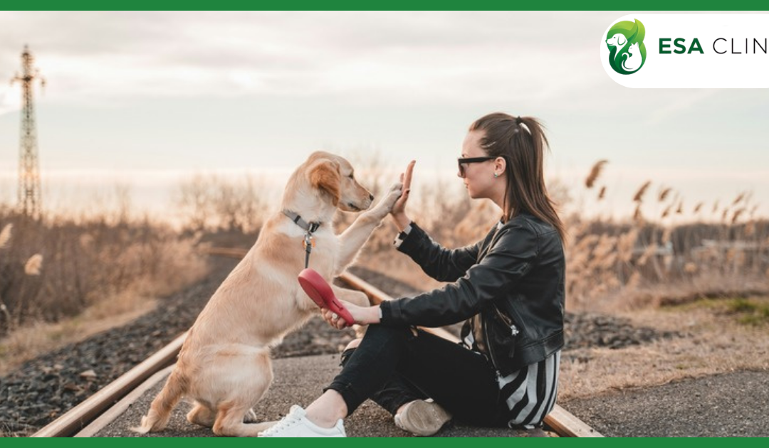 Penalty for Refusing a Service Dog: What the Law Actually Says in 2026