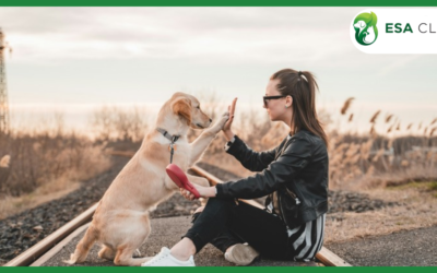 Penalty for Refusing a Service Dog: What the Law Actually Says in 2026