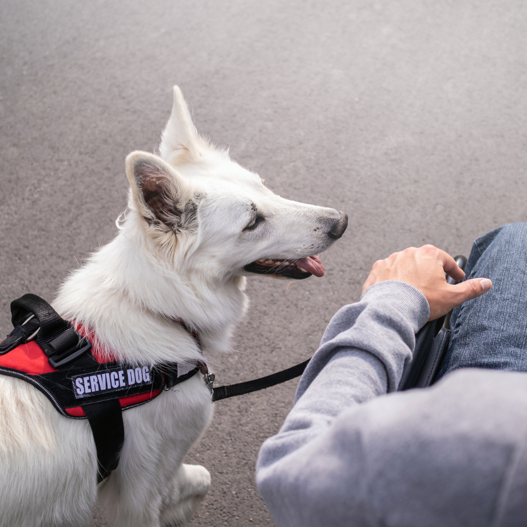 emotional support animal letter happy owner