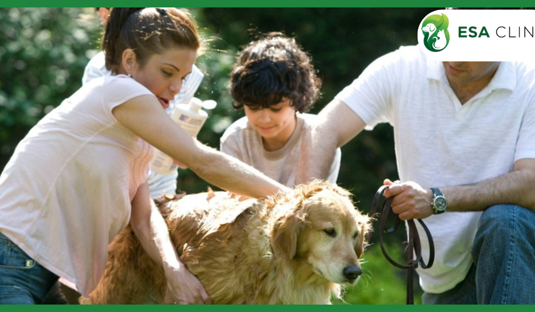 Psychiatric Service Dog Housing Letter Requirements in Texas