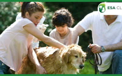 Psychiatric Service Dog Housing Letter Requirements in Texas
