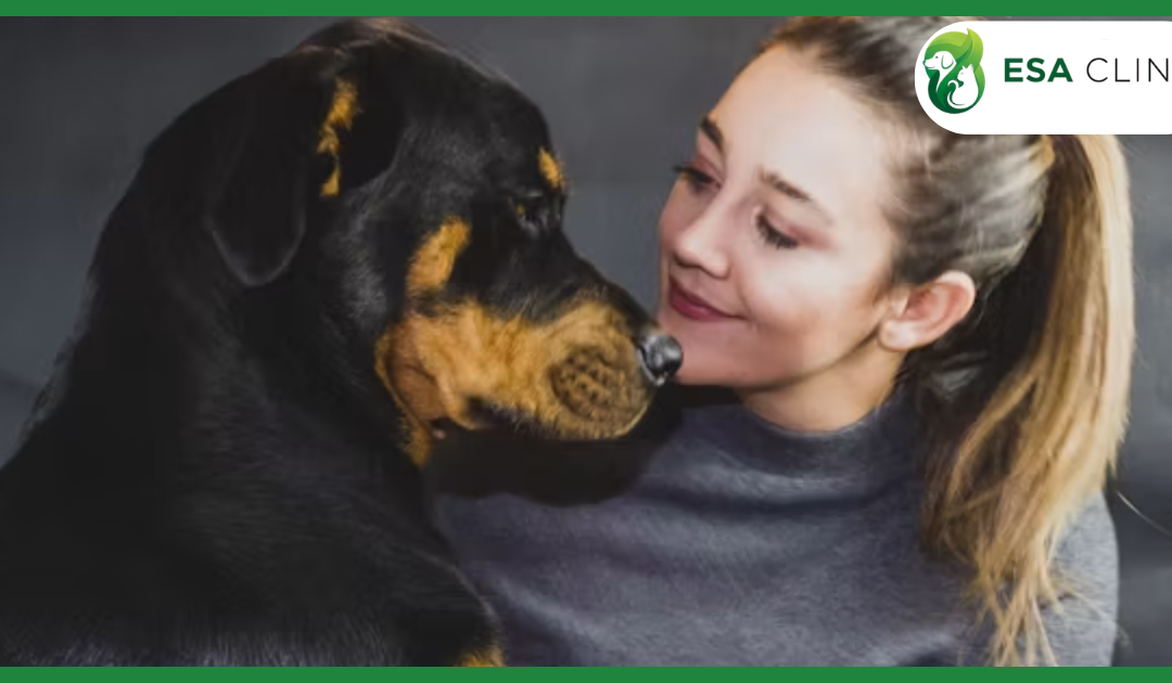 Rottweiler Service Dogs: Everything You Need to Know