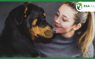 Rottweiler Service Dogs: Everything You Need to Know