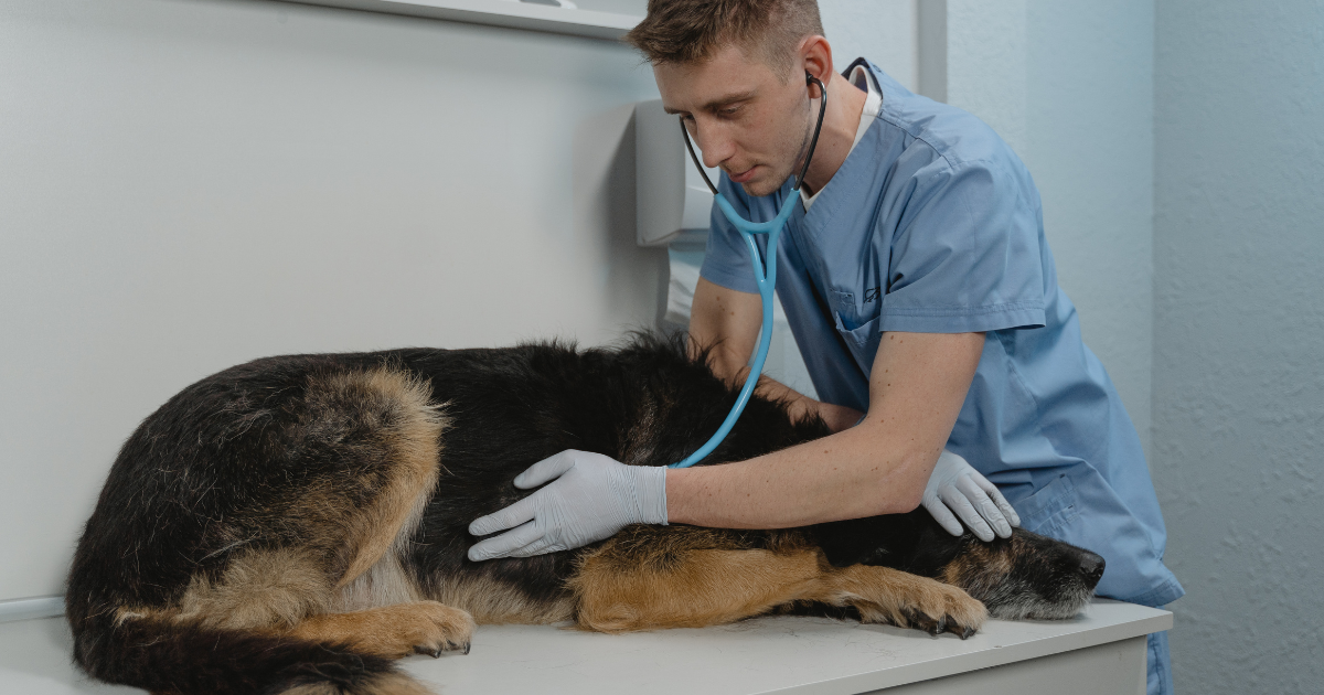 Alliance of Therapy Dogs