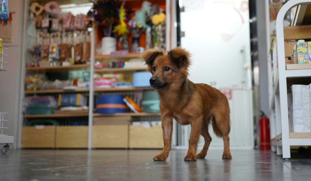 Are Dogs Allowed in Petco?