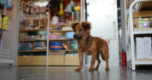 Are Dogs Allowed in Petco