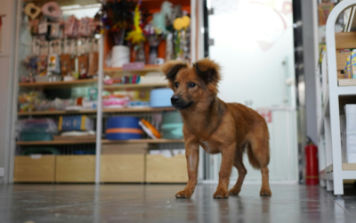 Are Dogs Allowed in Petco?