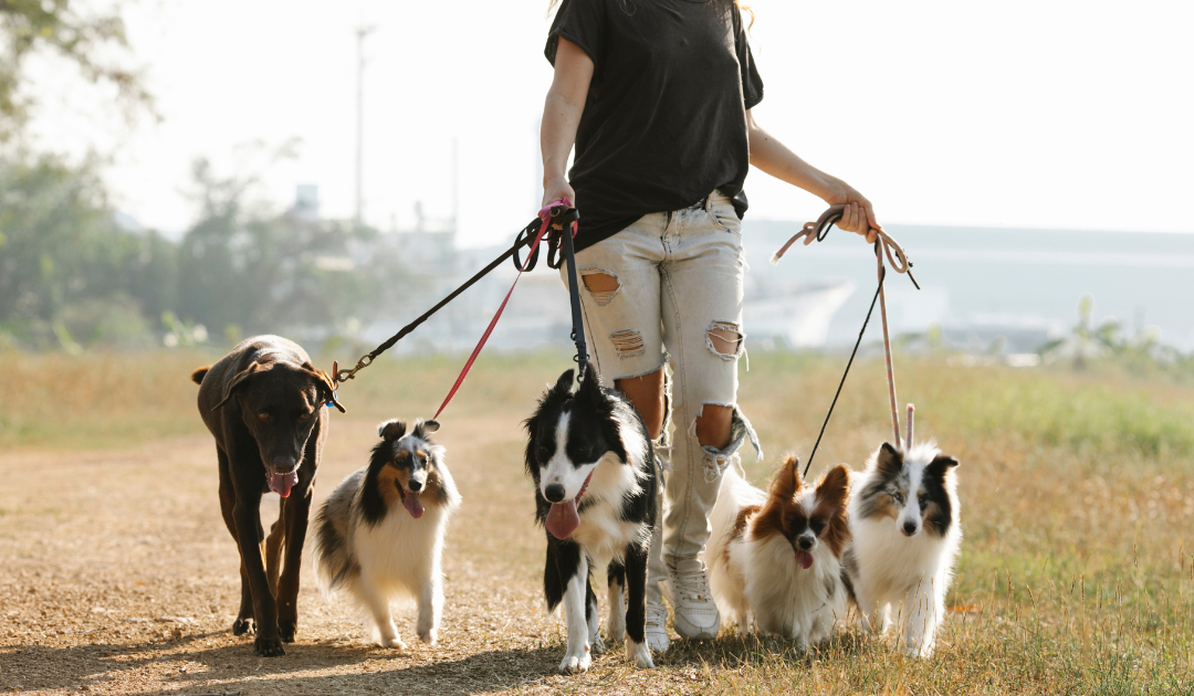 Can Border Collies Be Service Dogs: What You Should Know