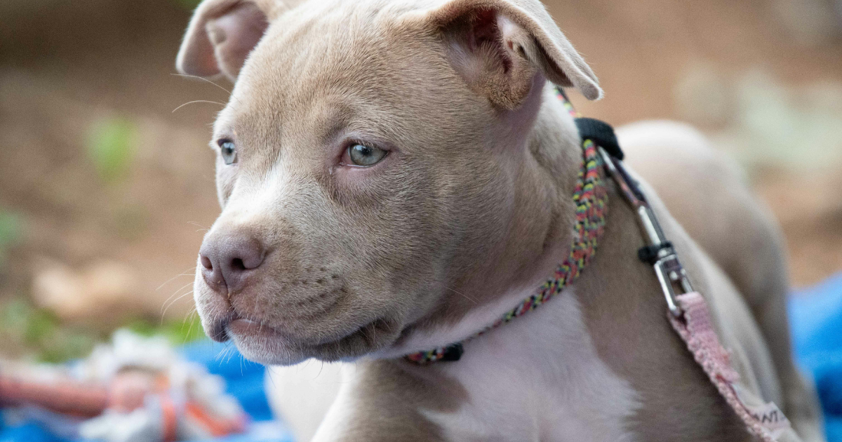 Can Pitbulls Be Service Dog
