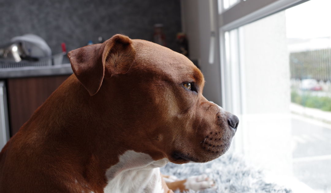 Can Pitbulls Be Service Dogs?