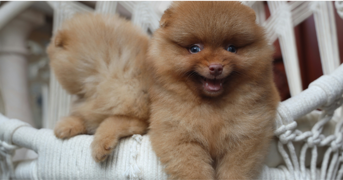 Can a Landlord Deny an Emotional Support Animal in Texas