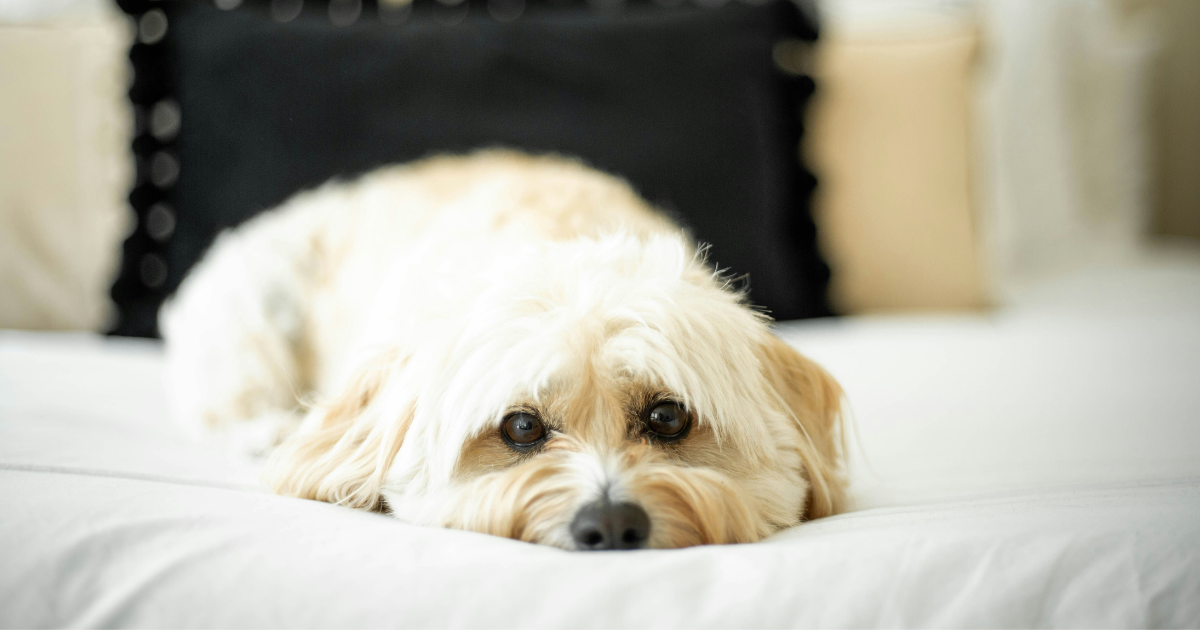Can a Landlord Deny an Emotional Support Animal in Texas_-internal image1