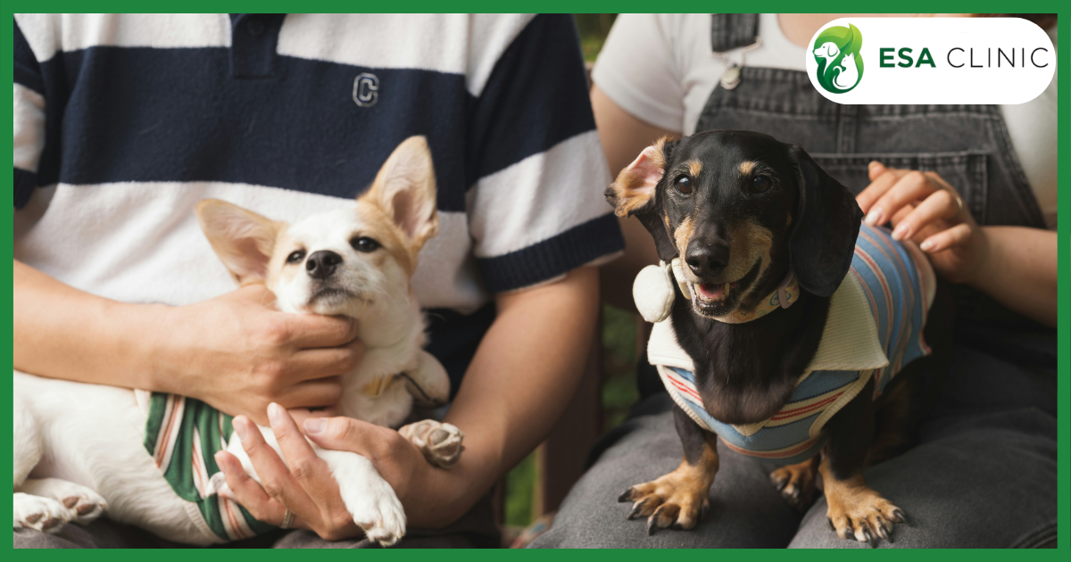 Florida Emotional Support Animal Requirements A Complete 2026 Guide Florida Emotional Support Animal Requirements A Complete 2026 Guide