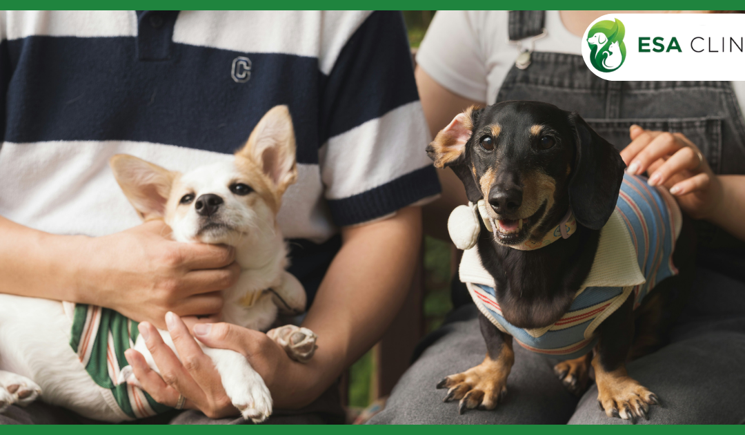 Florida Emotional Support Animal Requirements: A Complete 2026 Guide