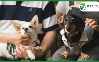 Florida Emotional Support Animal Requirements: A Complete 2026 Guide