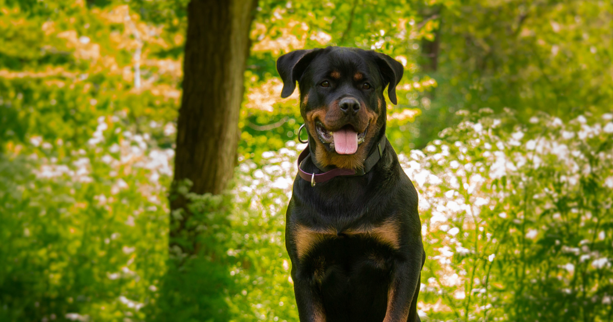 Rottweiler Training