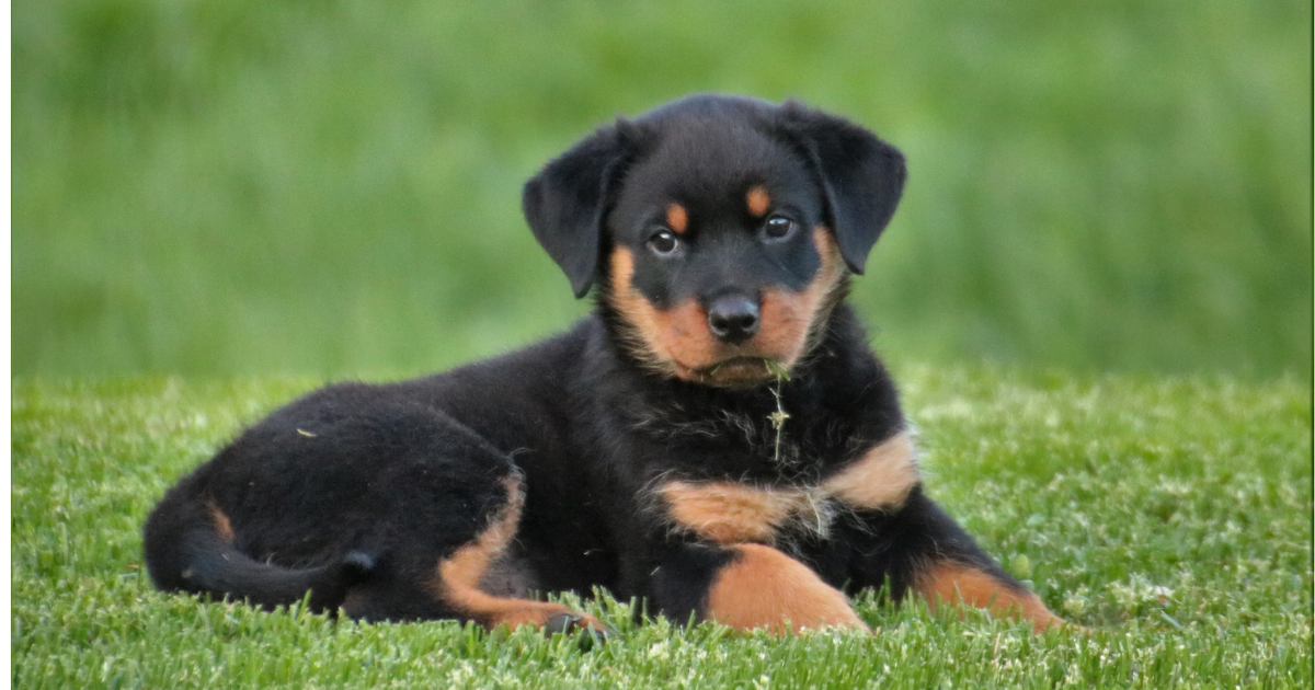 Rottweiler Training_ How to Train Them