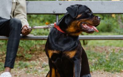 Rottweiler Training: How to Train and Socialize Them
