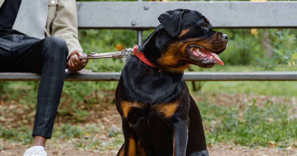 Rottweiler Training_ How to Train and Socialize Them Rottweiler Training_ How to Train and Socialize Them