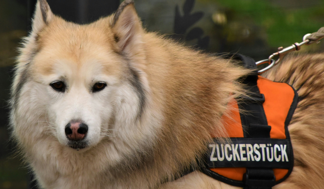 Service Dog Vests: Best Service Dog Vest, Harness, and Training Gear