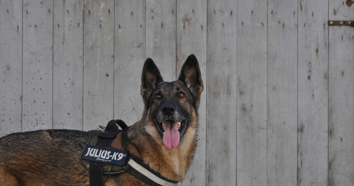 Service Dog Vests