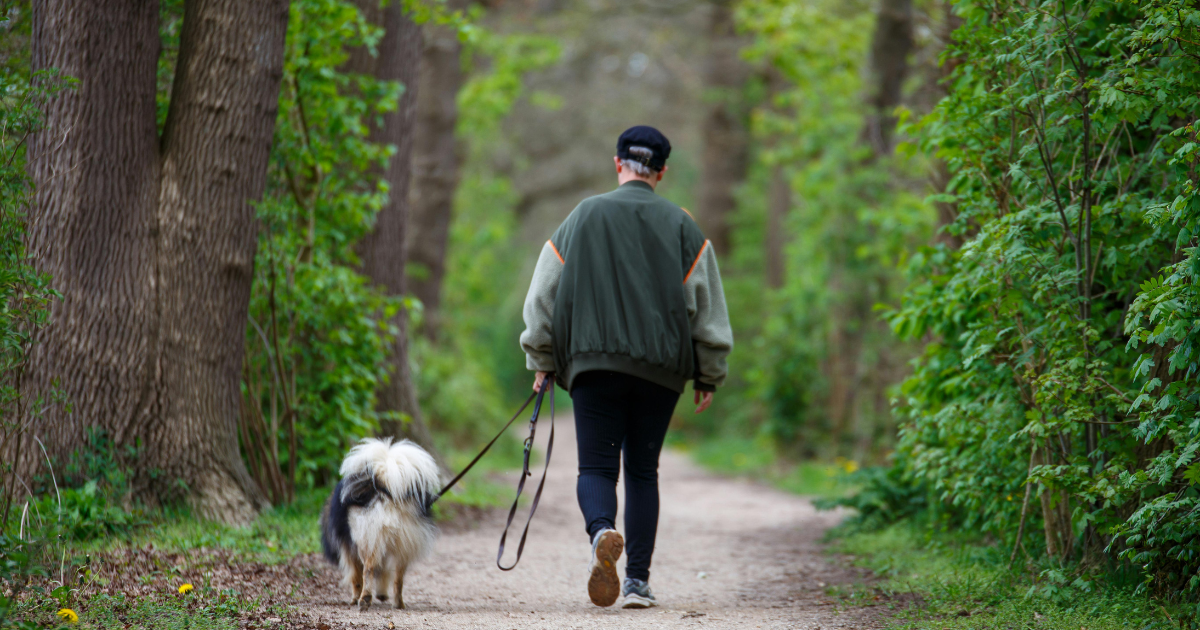What Is Therapy Dogs International?
