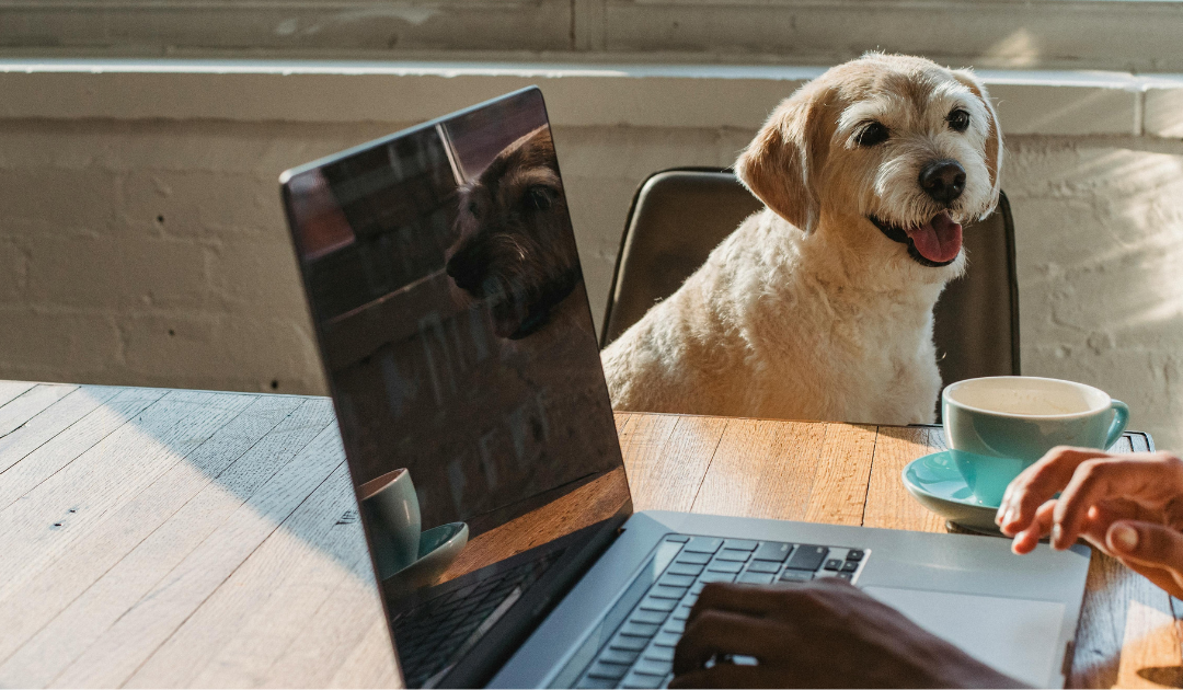 What Are Service Dogs for ADHD? How to Get One