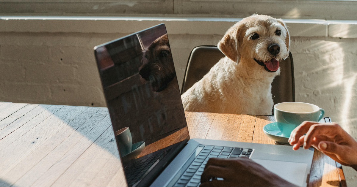What Are Service Dogs for ADHD What Are Service Dogs for ADHD