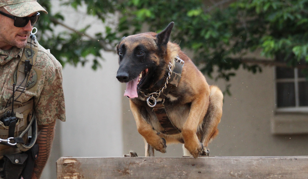 What Are Service Dogs for Bipolar Disorder?