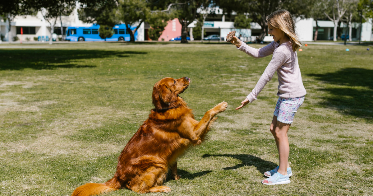 What Is Therapy Dogs International