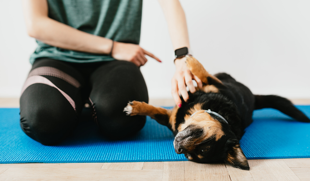 What Is the Alliance of Therapy Dogs?