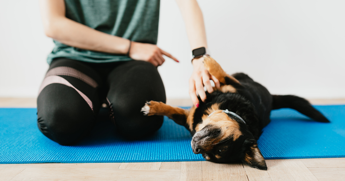 What Is the Alliance of Therapy Dogs