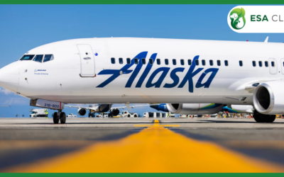 Alaska Airlines Pet Policy: 2026 Guide to Fees, Carriers & Service Animal Rules