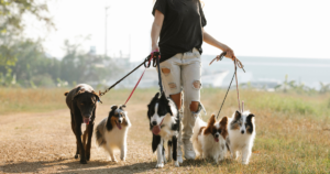 Can Border Collies Be Service Dogs