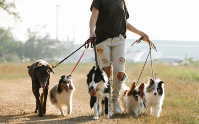 Can Border Collies Be Service Dogs: What You Should Know