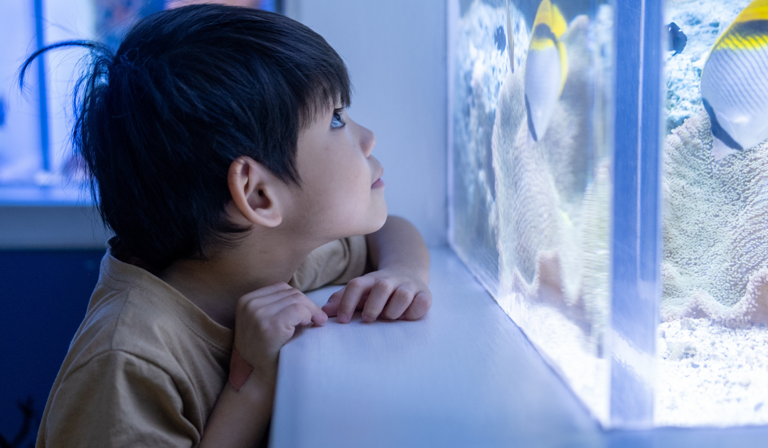 Can a Fish Be an Emotional Support Animal?