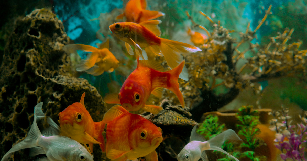 Can a Fish Be an Emotional Support Animal?