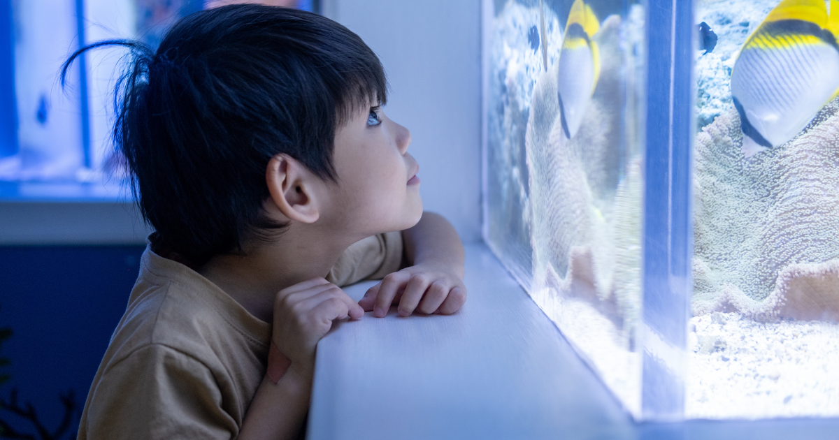 can a fish be an emotional support animal Can a Fish Be an Emotional Support Animal?