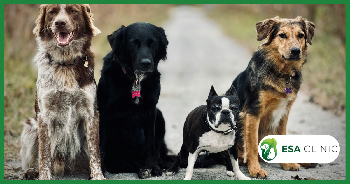 Dog Bite Statistics by Breed