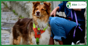 Emotional Support Dog Vests