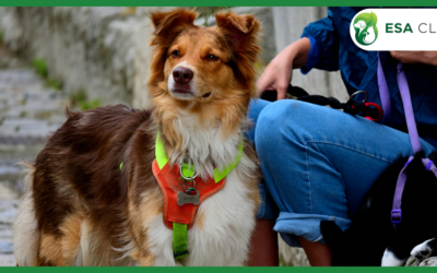 Emotional Support Dog Vests: What They Are and Why You Might Want One